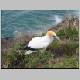 Gannet Colony 084.jpg